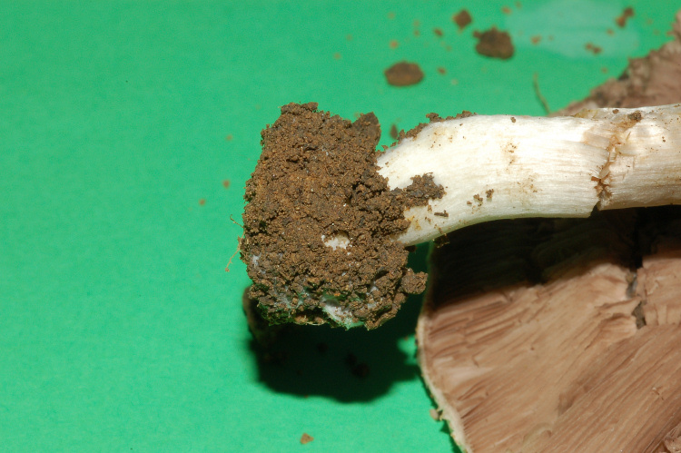 A. xantoderma?